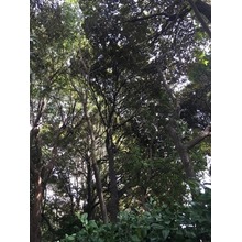 Large