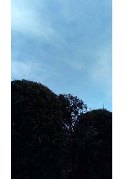Large